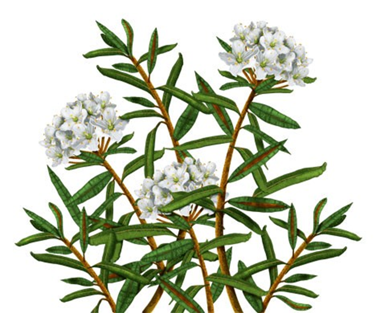 Багульник болотный