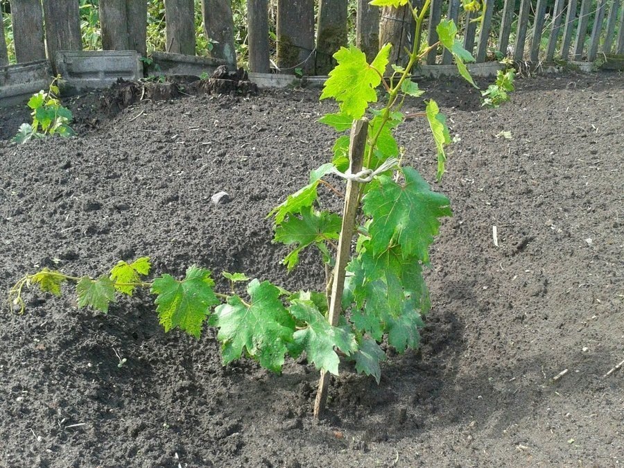 КАртинка взята из Яндекс картинок.