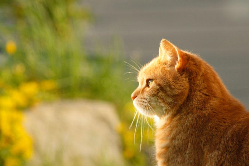     Фото: PXhere.com