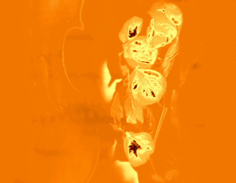 Как всполохи пламени - физалис в вазе обережный...