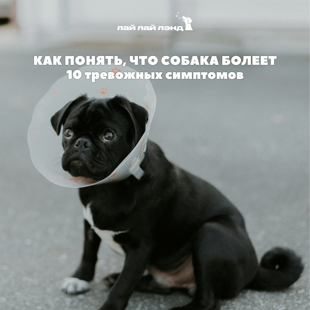 Лай-Лай Лэнд: cамое доброе комьюнити, где собаки — часть семьи 💙
