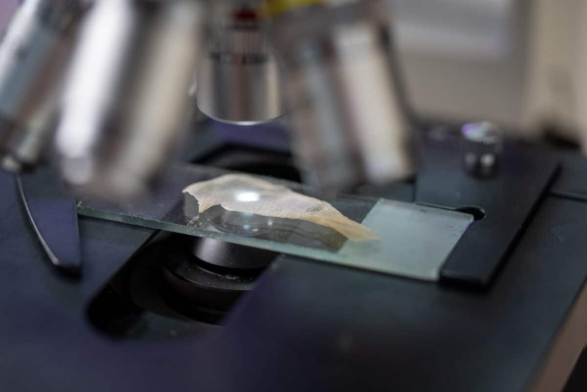    Образцы кожи из грибов / © UST Inc.