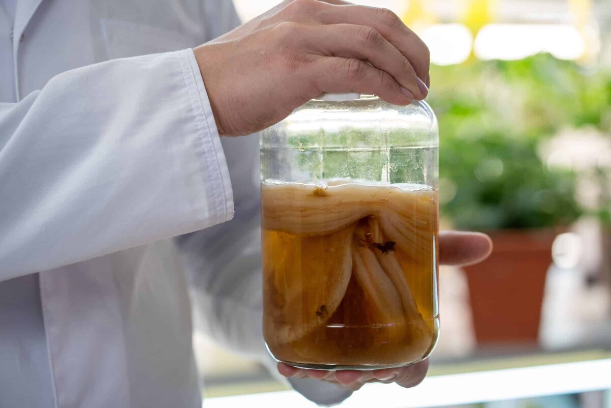    Симбиотический организм Medusomyces Gisevi (комбуча) / © UST Inc.