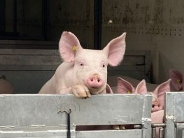    Фото: Управление Россельхознадзора по Курской и Орловской областям, источник: 57.fsvps.gov.ru