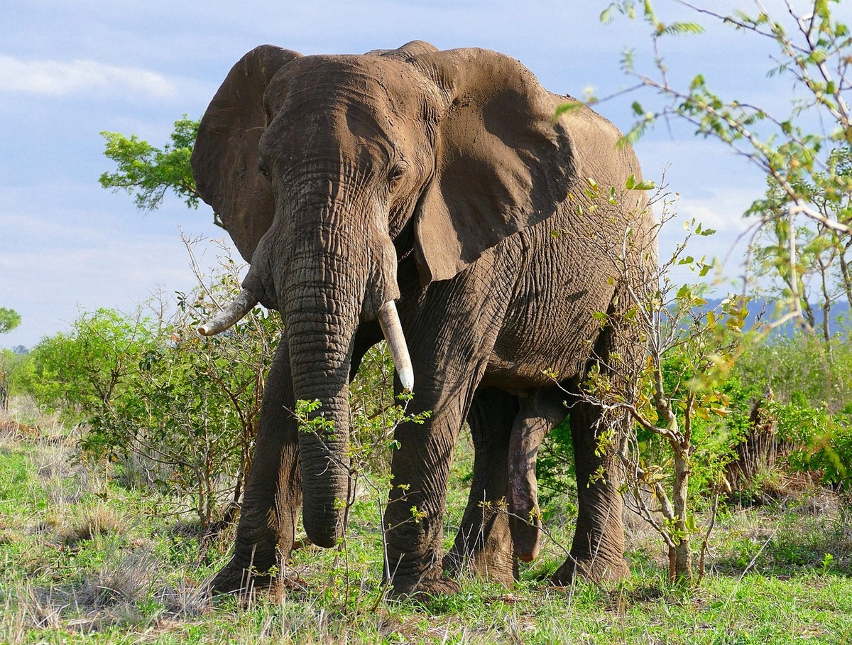Африканский слон