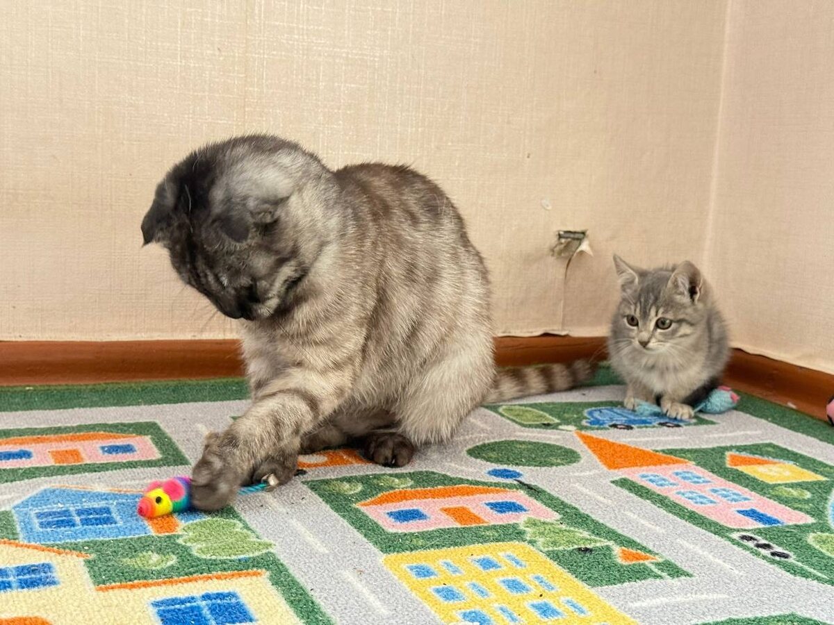 Милой окрепшей малышке нашлись любящие хозяева. Фото из архива автора