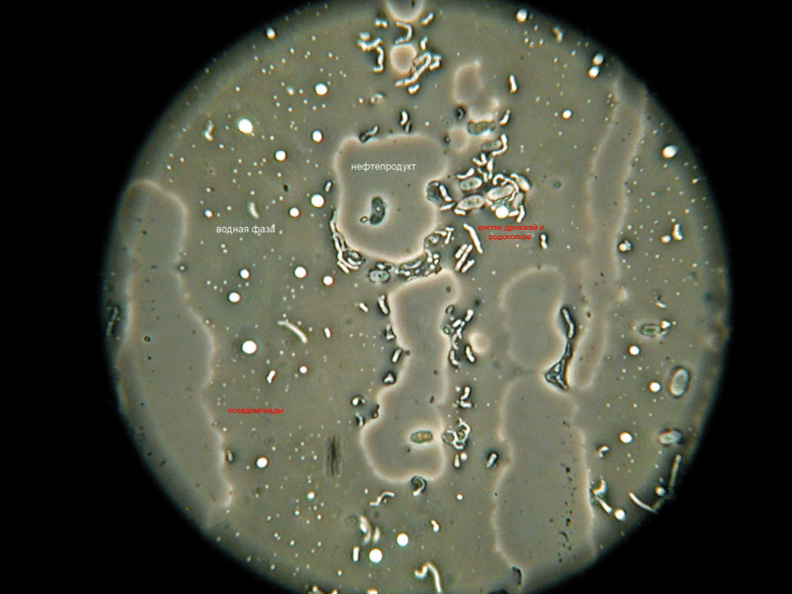    Биопрепарат в процессе окисления углеводородов / © Пресс-служба Губкинского университета