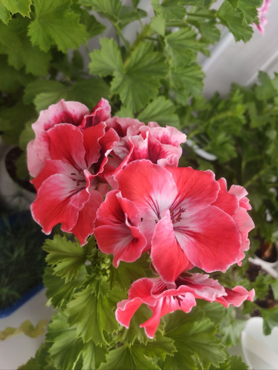 Ооочень красива