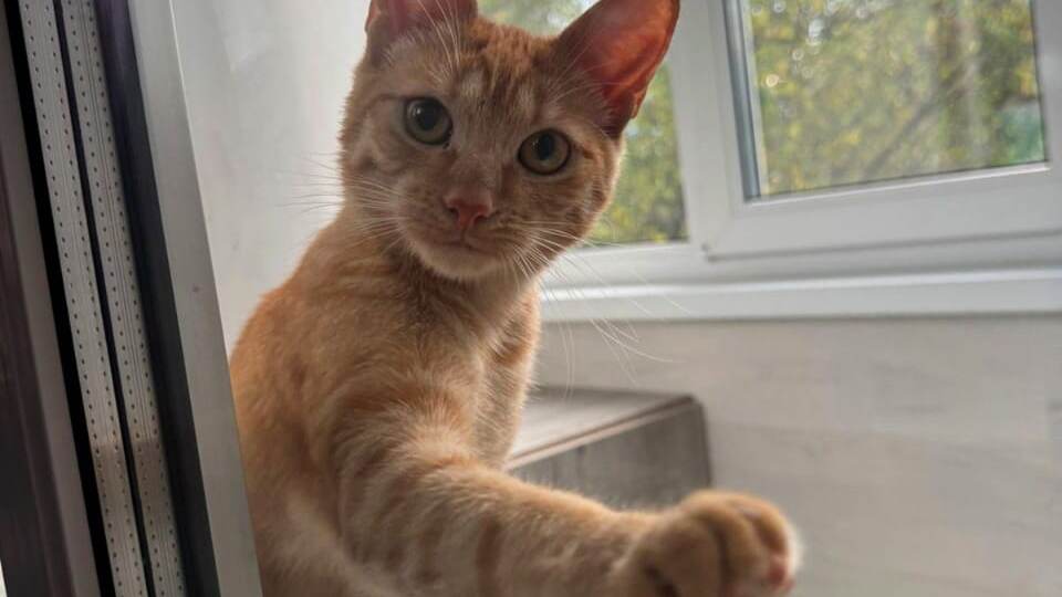 ❗ДОМА❗Ласкового рыжика подбросили в подъезд.