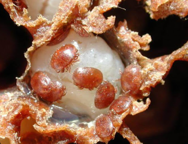 Зараженная личинка 