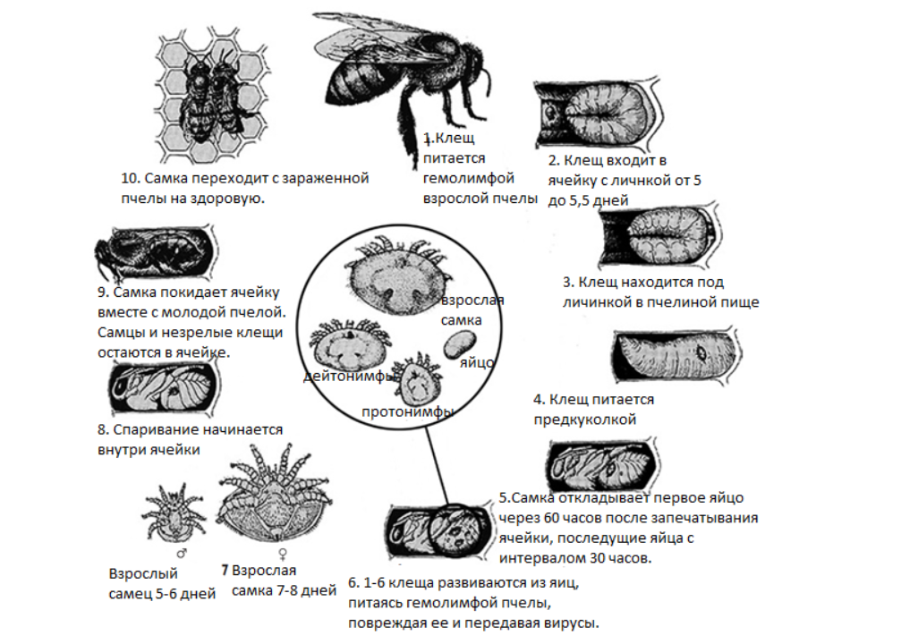 Детальная схема жизненного цикла клеща Varroa destructor