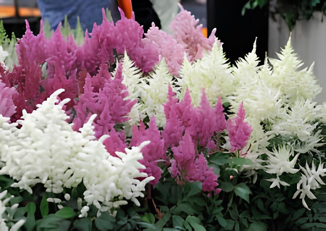 Фото: разные сорта астильбы удивительным образом всегда хорошо сочетаютс друг с другом