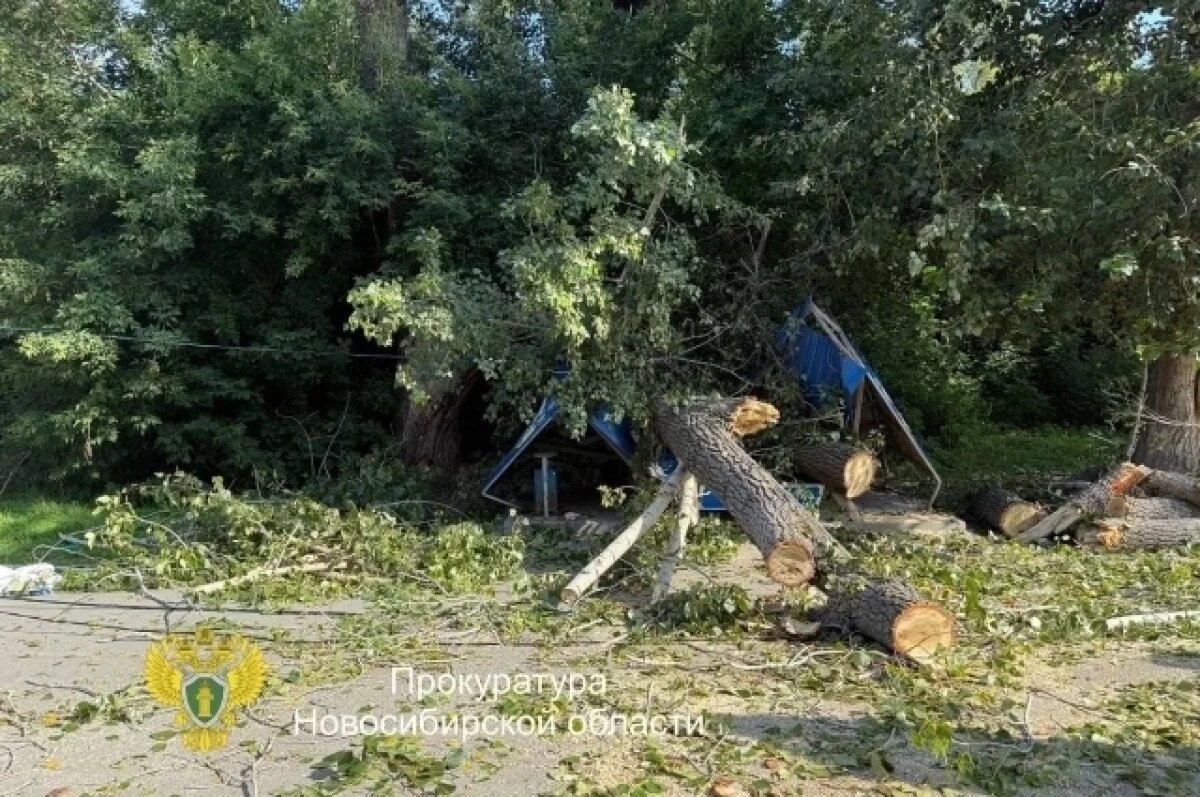    Бастрыкин поручил изучить факт падения дерева на автомобиль в Новосибирске