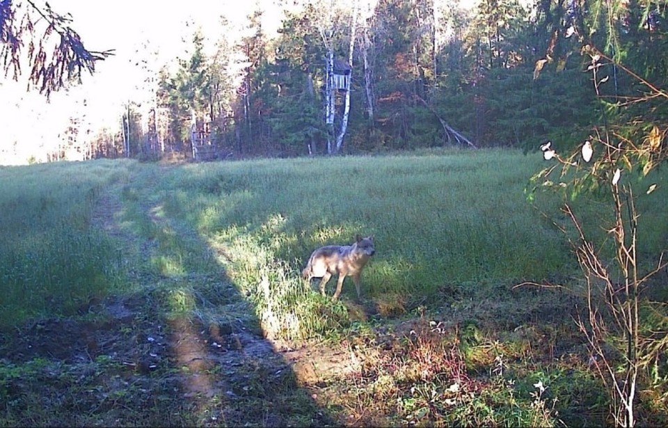    Волк попал в фотоловушку утром 9 октября. Фото: скрин предоставлен охотником из Березников Андреем И.