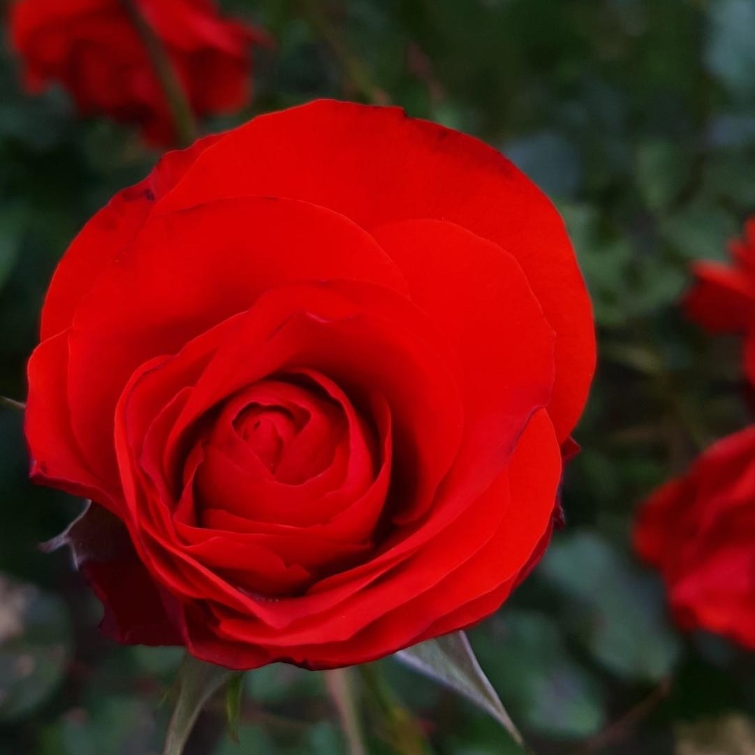 Что это за роза?) как думаете? 