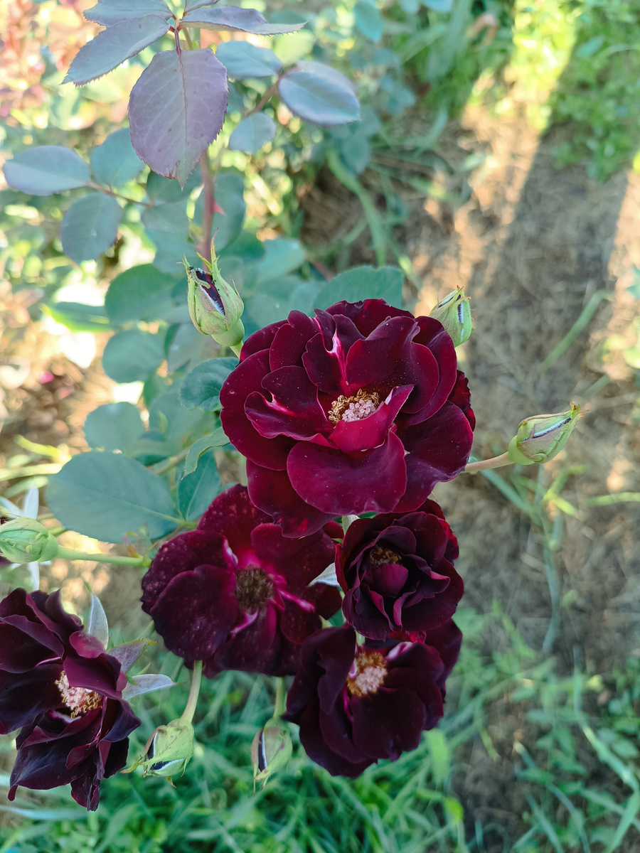 Претти блэк