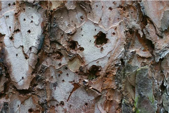 Такая кора- пятизвездочный отель для вредителей