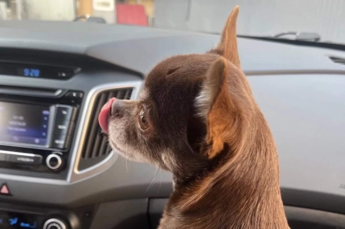    В Башкирии ввели карантин по бешенству животных