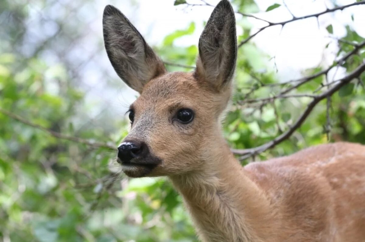    В Саратовской области косули разоряют яблоневый сад фермера