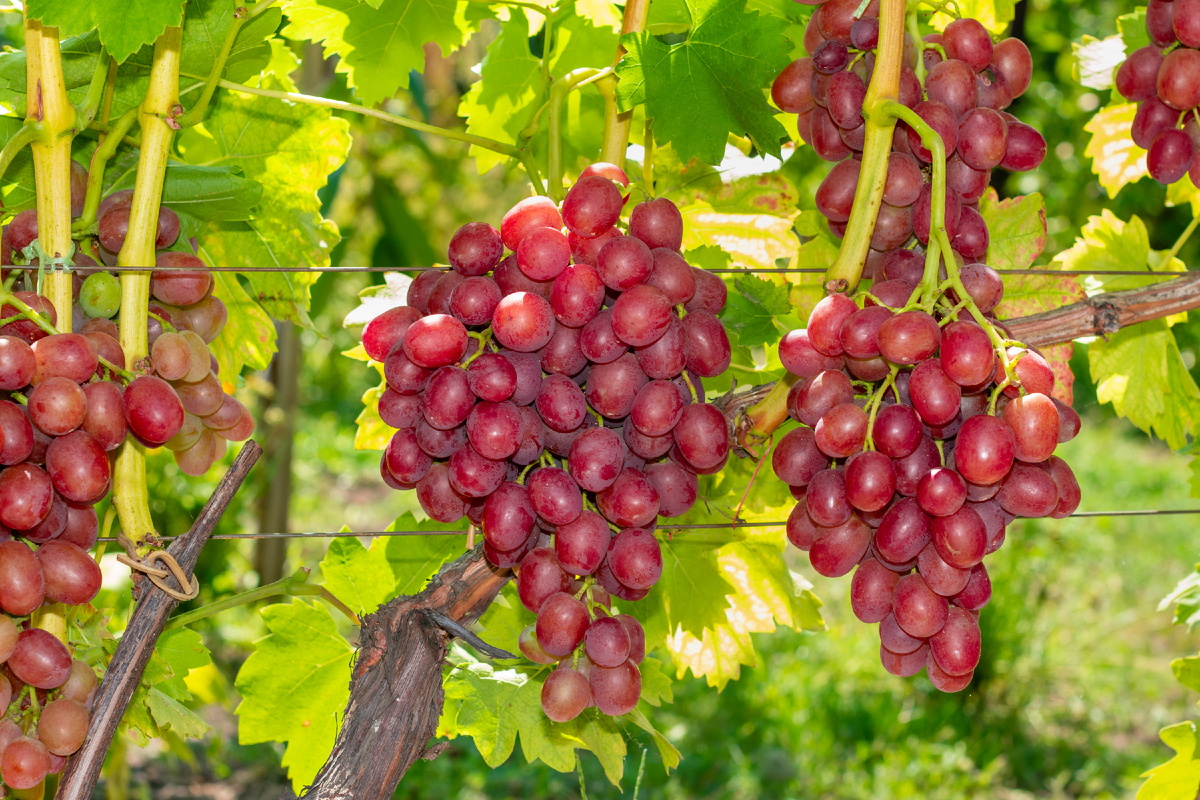 Фото: Getty Images/undefined undefined