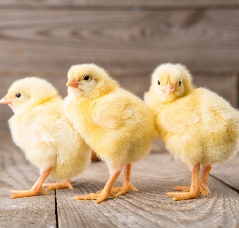 Фото с интернета