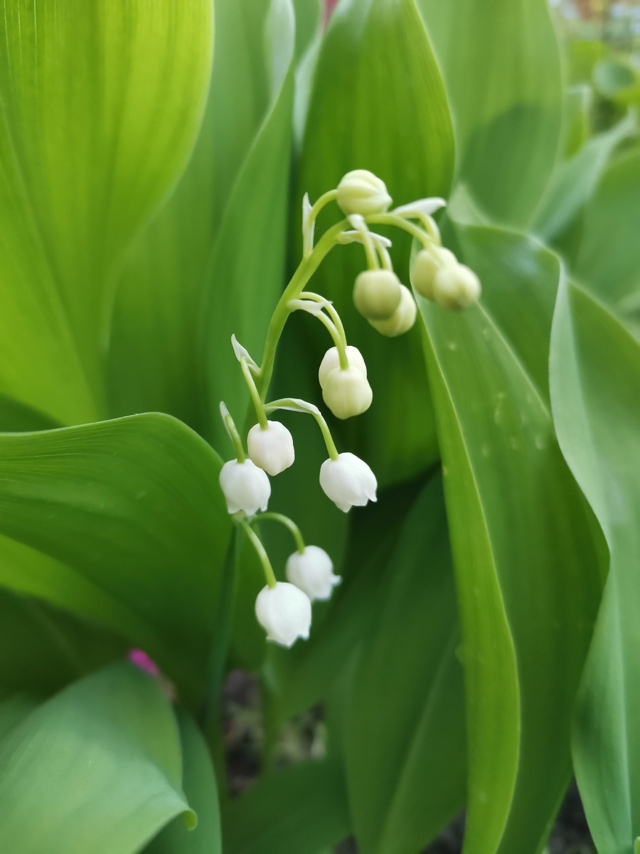 Ландыш, моё фото от 2024 года