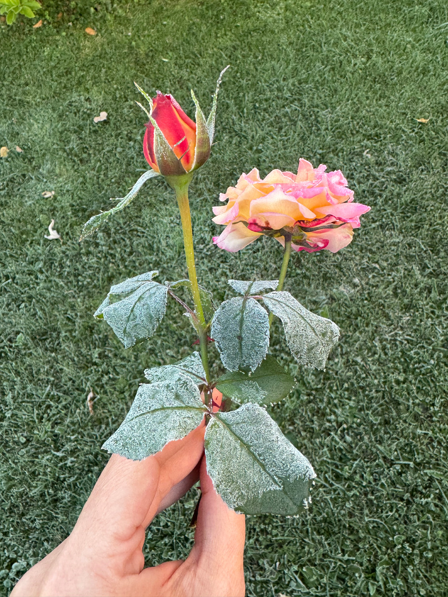 Бедняжки мои, наверное, последние