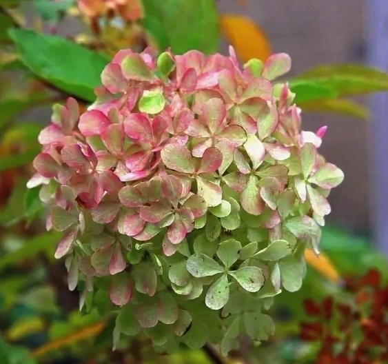 порхающая бабочка - гортензия "Жемчужина фестиваля". фото из интернета