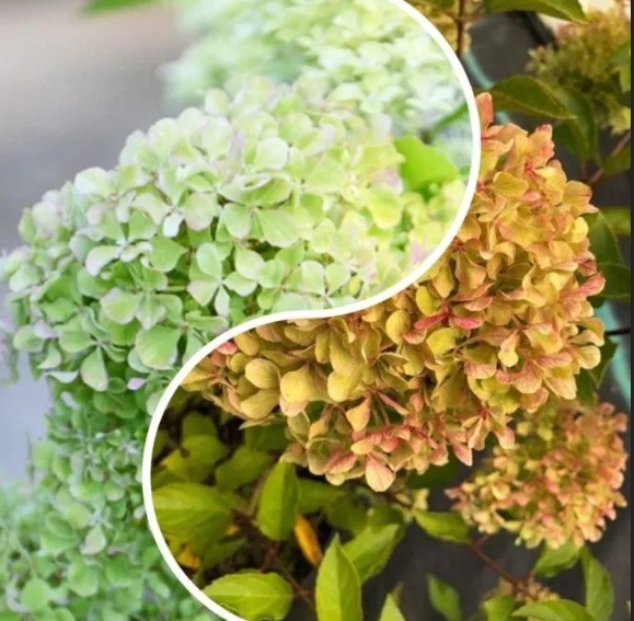 метельчатая гортензия "Жемчужина фестиваля" фото из интеренета