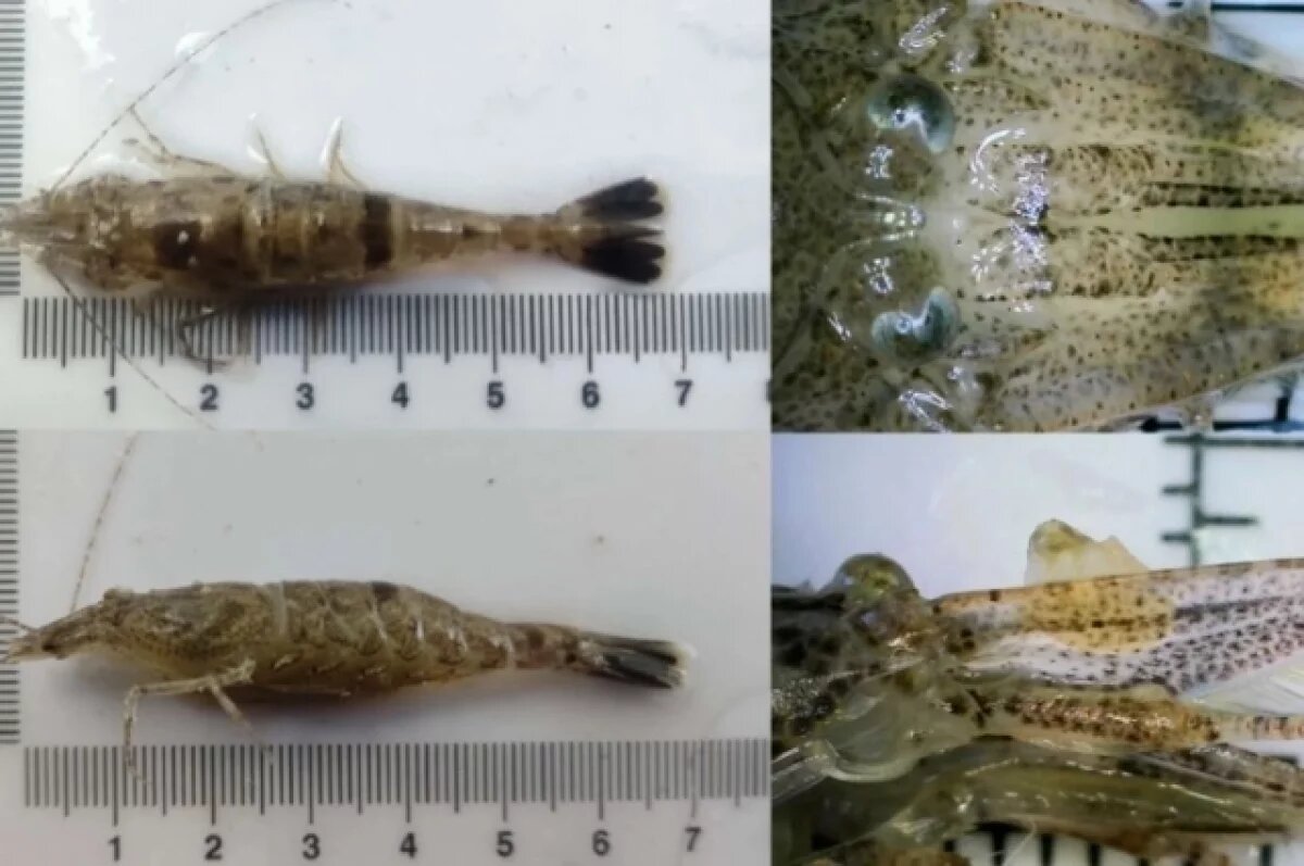    Залегли на дно.