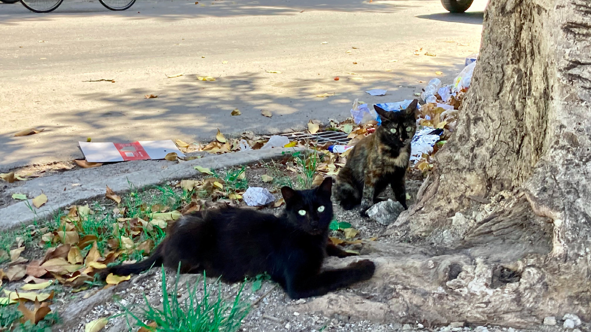 Даже котики живут среди мусора