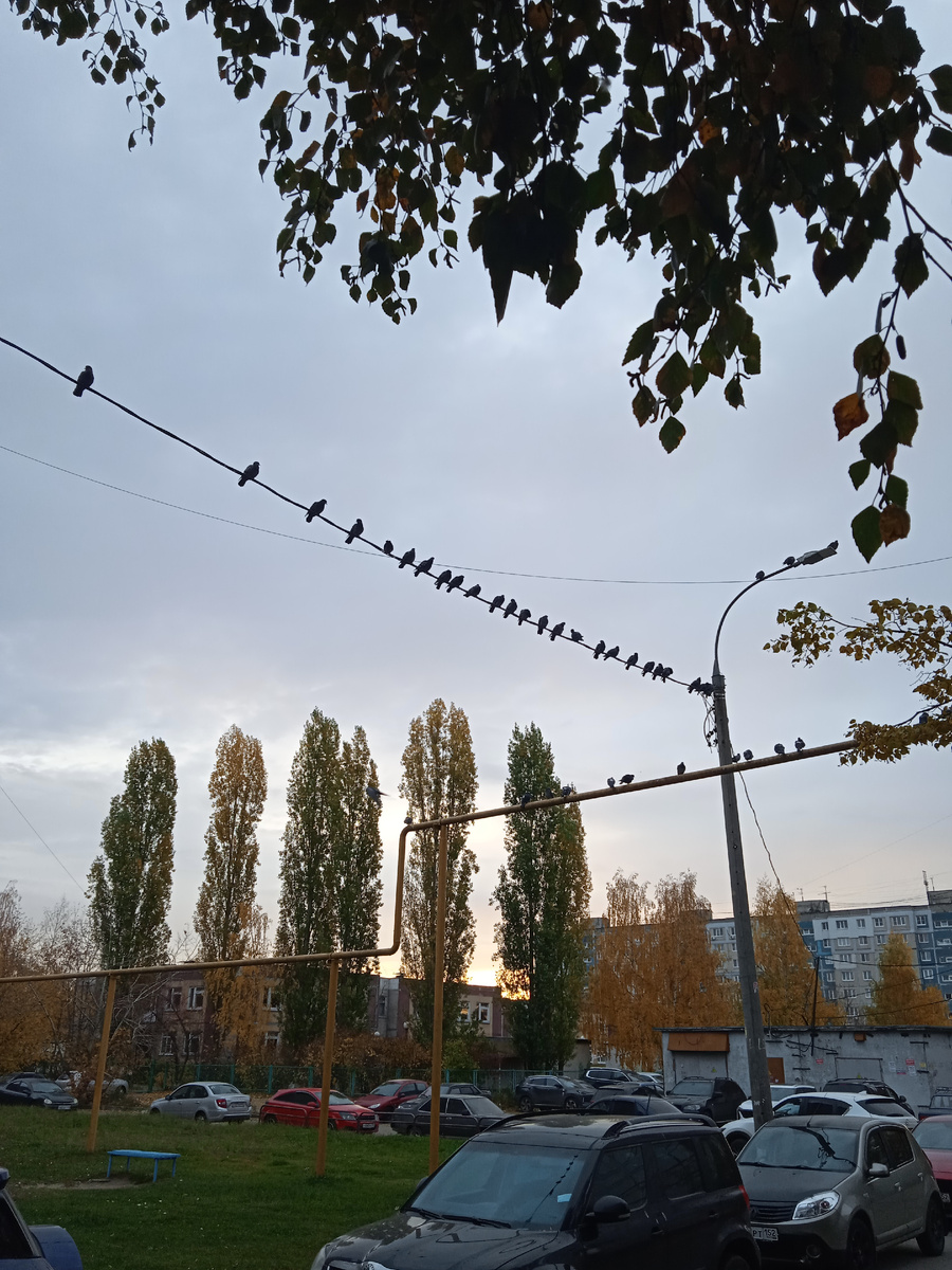 Даже в городе - осень прекрасна. Ну и кто тут солист? 