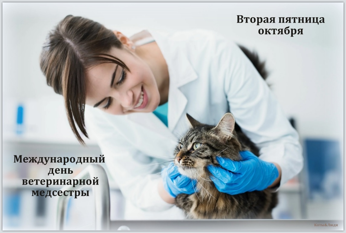 Коллаж автора. Использовано фото: dvm360.com