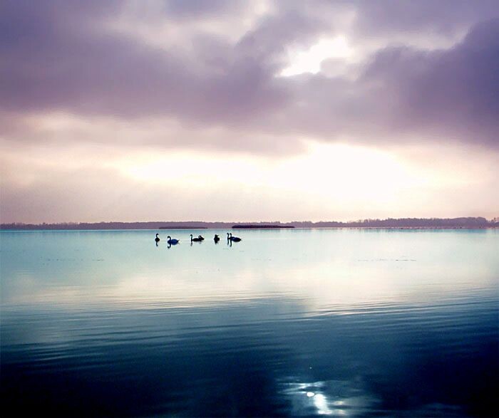 Один из снимков с лебедями, сделанный осенью 2005 года.