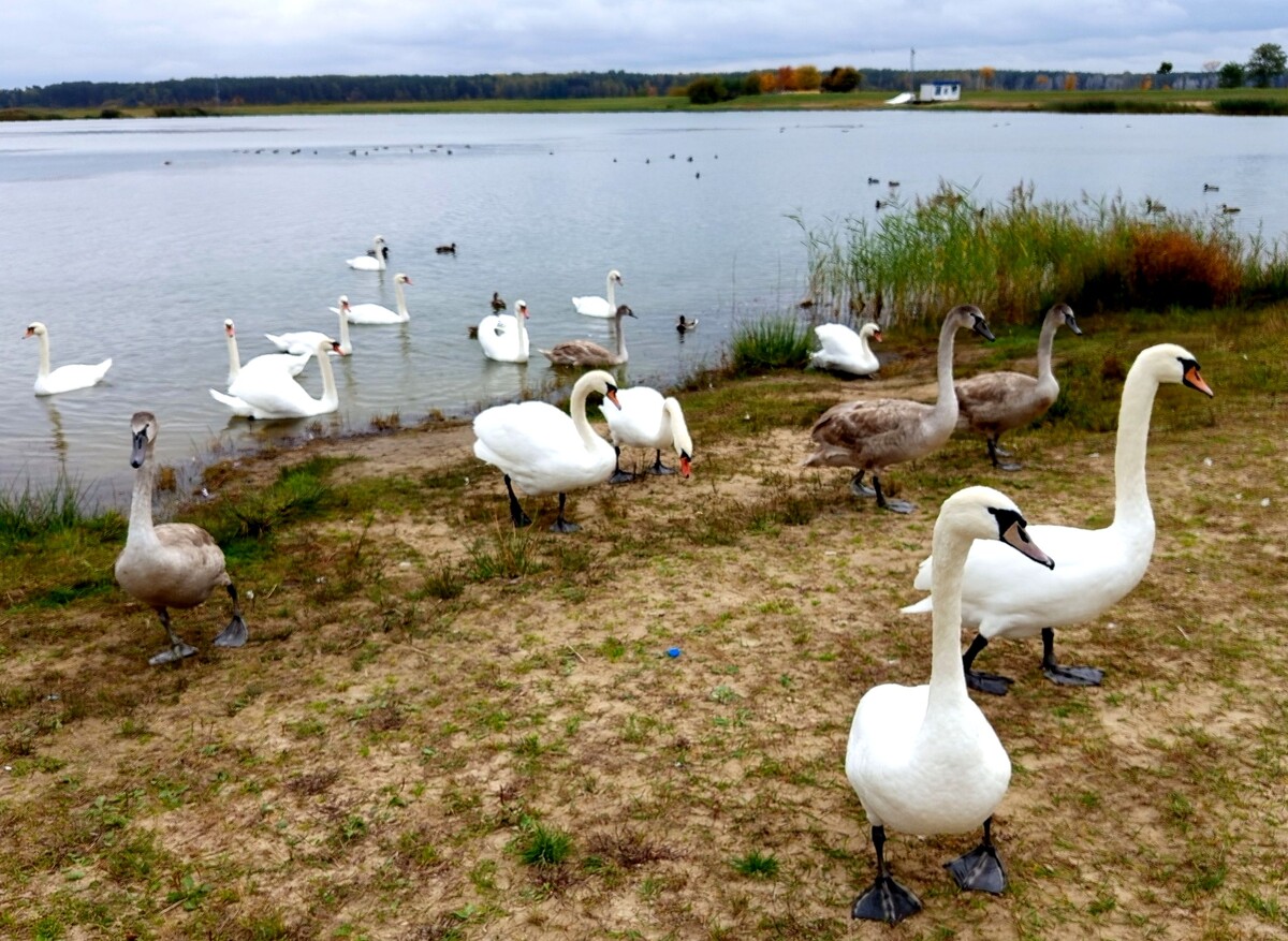 Увидев подходящих к берегу людей, гвардия лебедей совершает к ним целое паломничество.