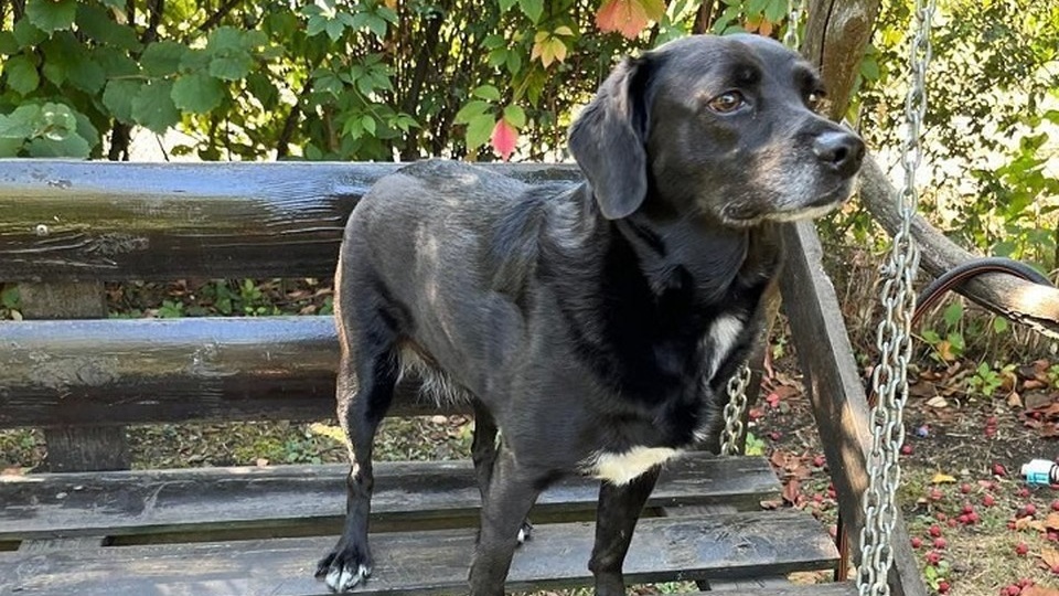 Она была с пороком сердца, мы ее выходили: В Краснодаре за пропавшую собаку обещают вознаграждение 100 тысяч