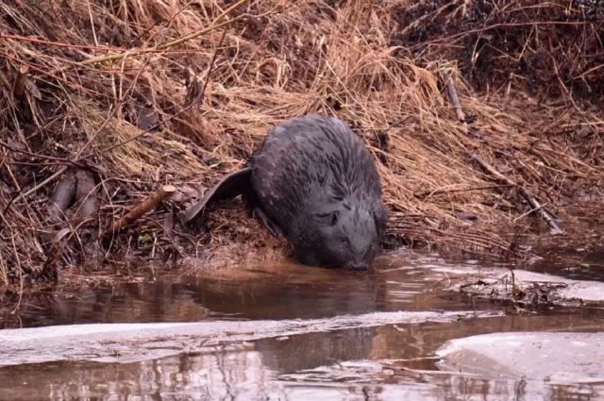    70 лет назад в Калининград завезли первых бобров из Белоруссии
