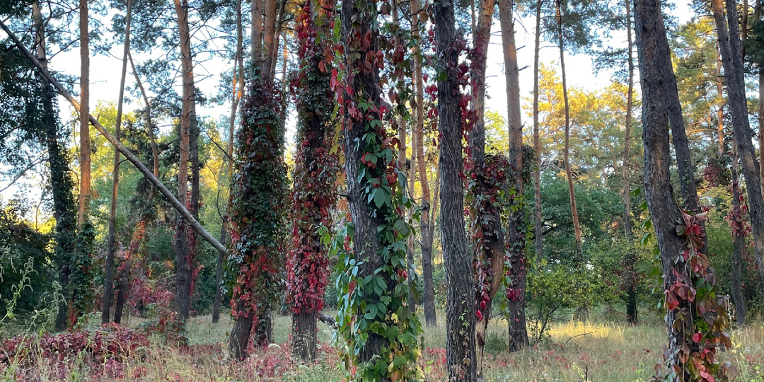 50+ дел на осень