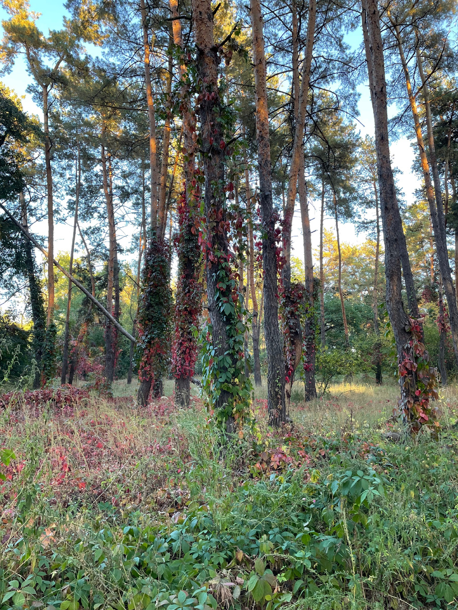 Осенний лес красив своими яркими красками. Фото из архива автора