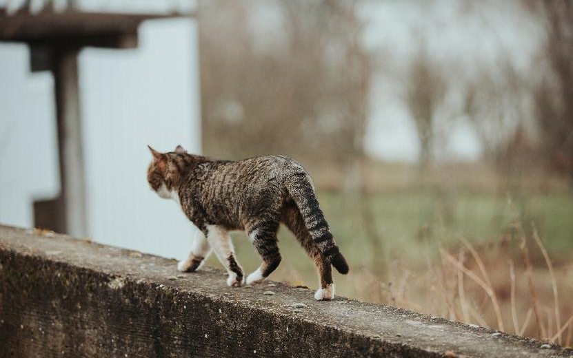    Самовыгул кошки: свобода или смертельный риск