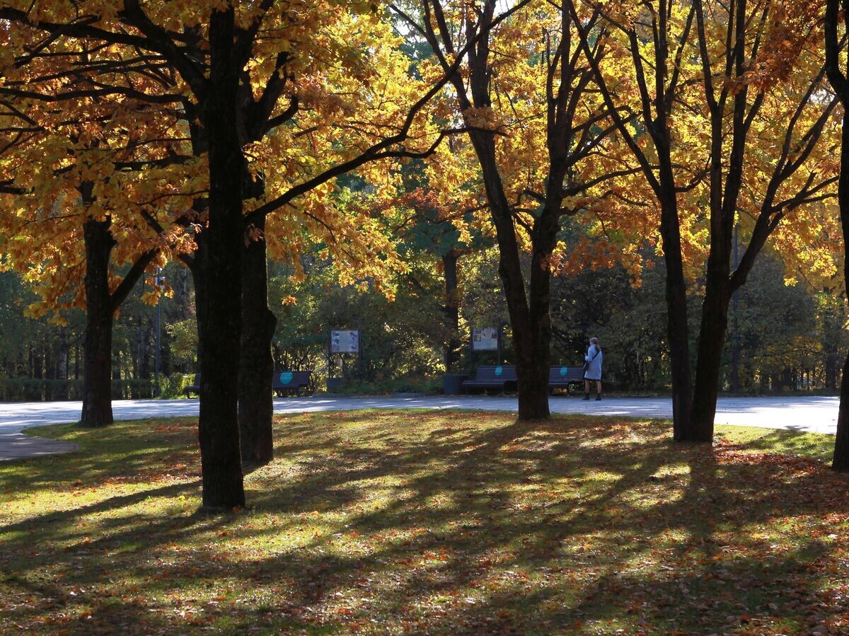    Деревья в парке© РИА Новости / Мария Девахина