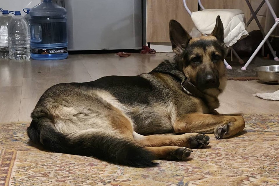    Кекс радостно встретил семью на новом месте и очень быстро освоился. Фото предоставили хозяева собаки.