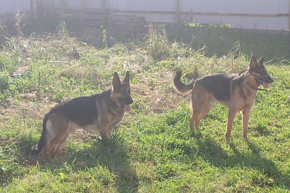    Кекс и Рекс быстро подружились. Фото предоставили хозяева собак.