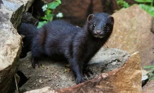 Европейская норка