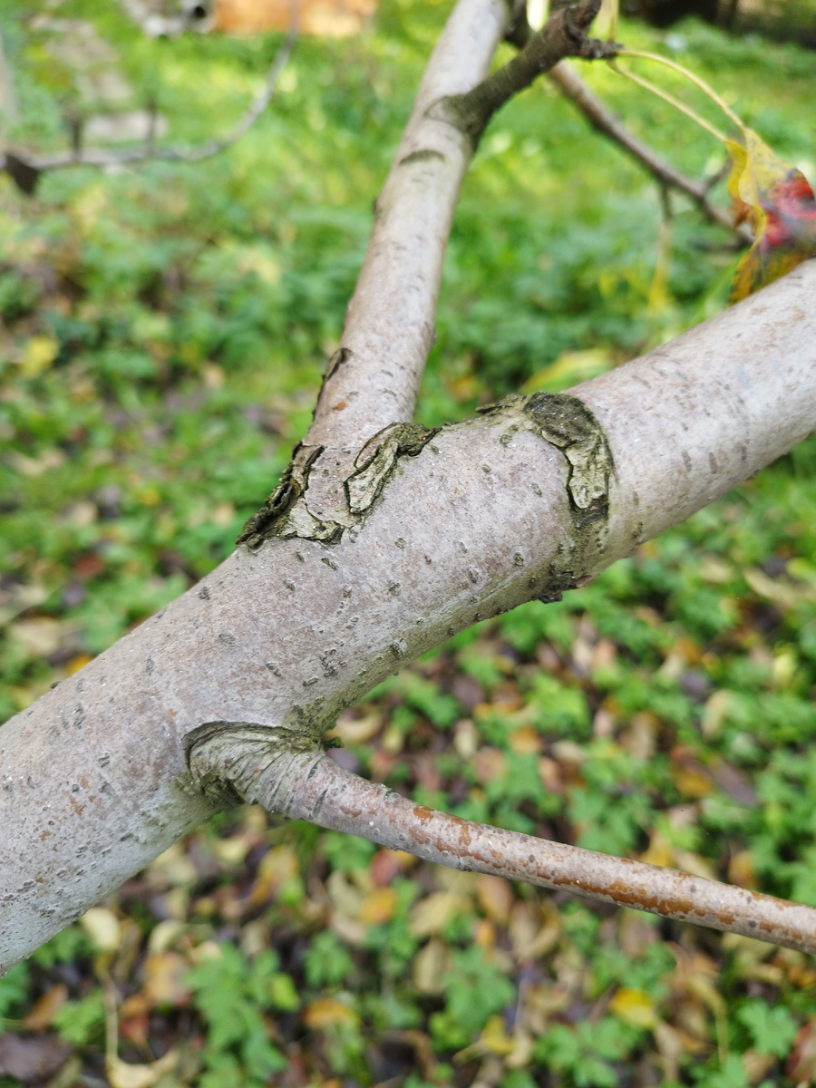 Трещины на коре. 