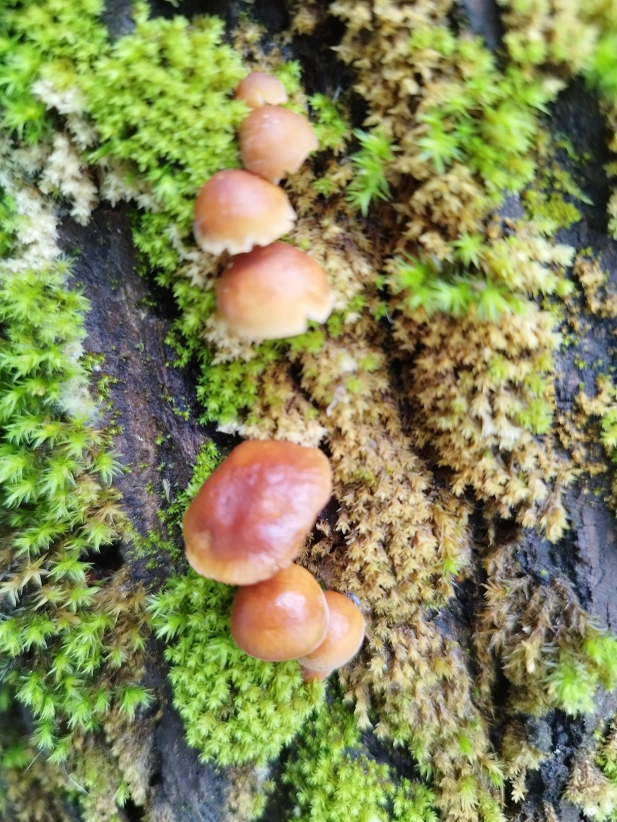 Зимний опенок. 