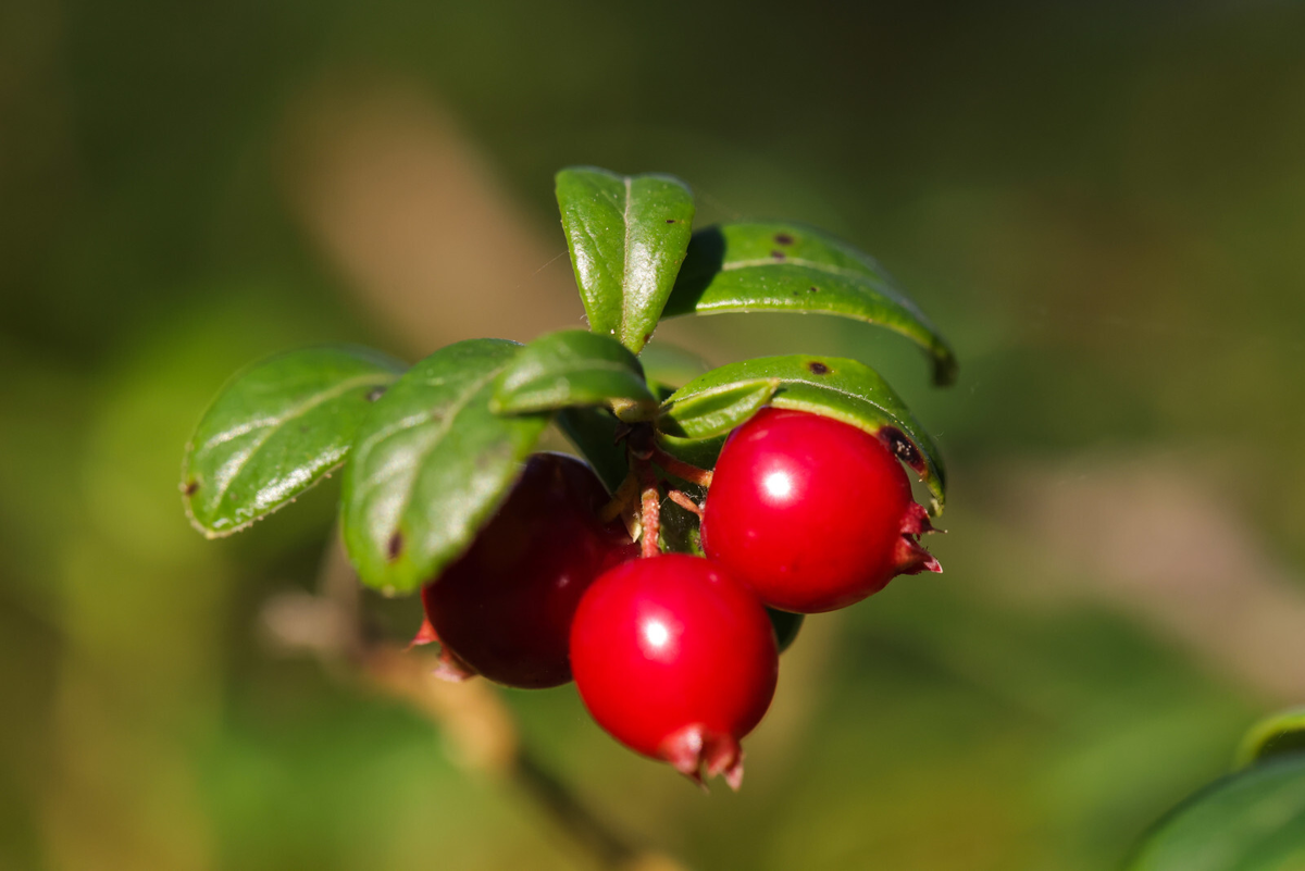 Фото: Роман Пименов / «Петербургский дневник»