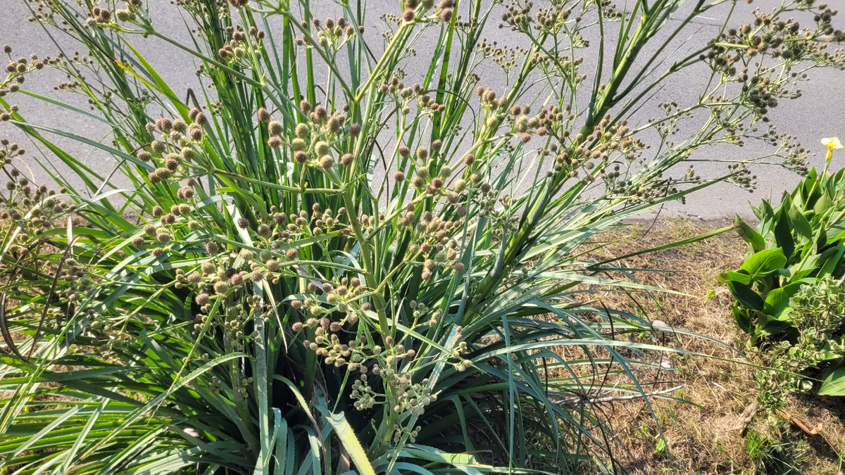 Необычный куст на улице