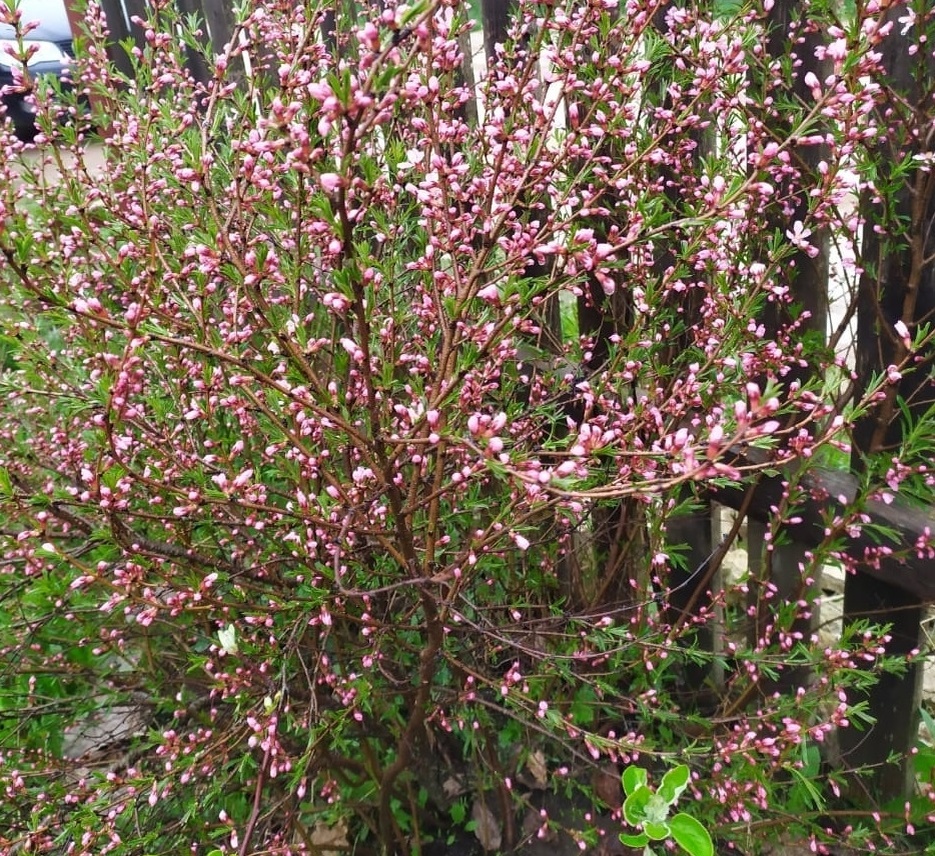    Осенний ритуал: обрабатываем деревья медным купоросом — как сделать все без ошибок