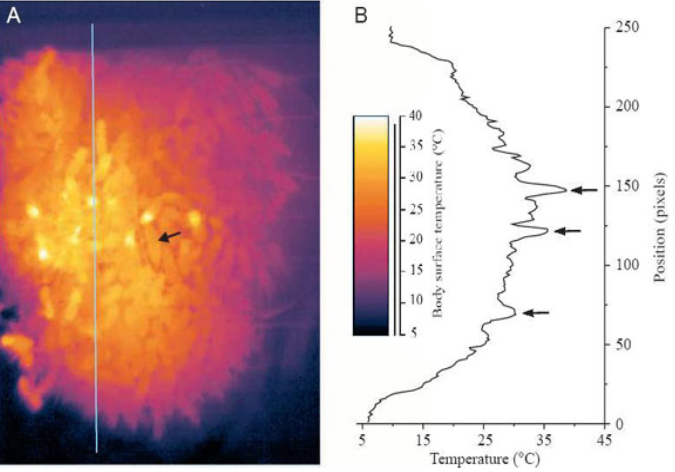 Инфракрасная термограмма скопления («клуба») зимующих пчел. Температура в разных частях клуба показана цветом (см. шкалу). Яркие точки – грудные отделы пчел, активно вырабатывающих тепло при помощи быстрых сокращений грудных мышц. Стрелкой показана матка.